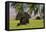 Triceratops Roaming a Tropical Environment-null-Framed Stretched Canvas