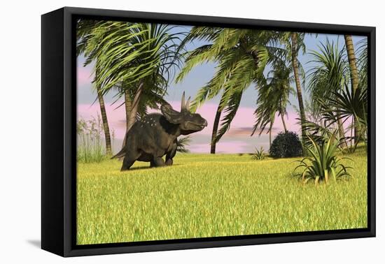 Triceratops Roaming a Tropical Environment-null-Framed Stretched Canvas