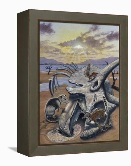 Triceratops Skull with Early Mammals-null-Framed Stretched Canvas
