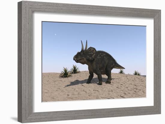 Triceratops Walking across a Barren Landscape-null-Framed Premium Giclee Print