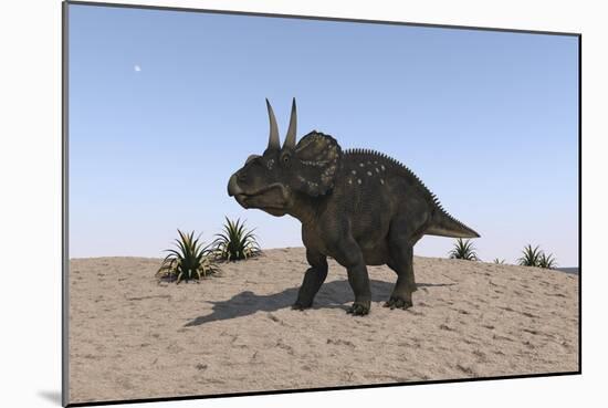 Triceratops Walking across a Barren Landscape-null-Mounted Art Print