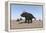 Triceratops Walking across a Barren Landscape-null-Framed Stretched Canvas