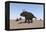 Triceratops Walking across a Barren Landscape-null-Framed Stretched Canvas