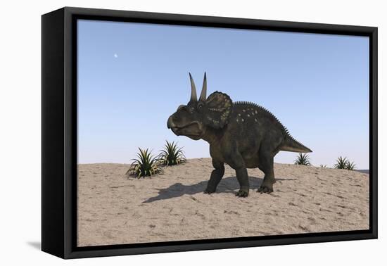 Triceratops Walking across a Barren Landscape-null-Framed Stretched Canvas