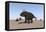 Triceratops Walking across a Barren Landscape-null-Framed Stretched Canvas