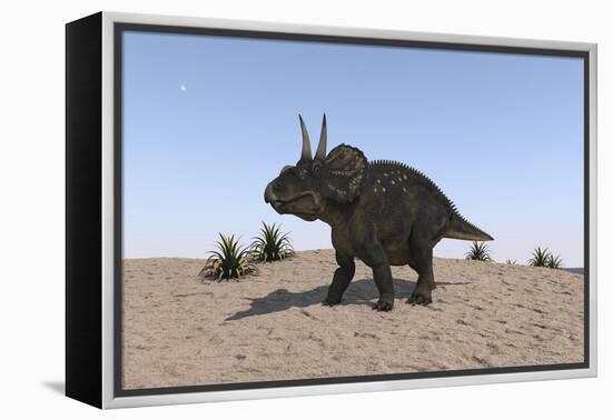 Triceratops Walking across a Barren Landscape-null-Framed Stretched Canvas