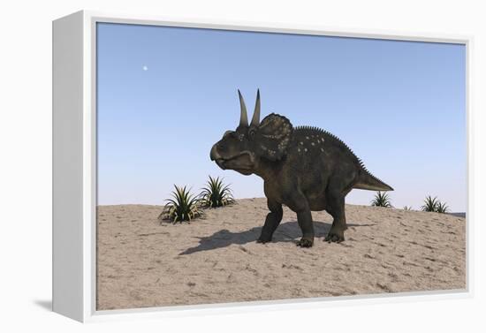 Triceratops Walking across a Barren Landscape-null-Framed Stretched Canvas