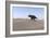 Triceratops Walking across a Barren Landscape-null-Framed Art Print