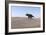 Triceratops Walking across a Barren Landscape-null-Framed Art Print