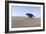 Triceratops Walking across a Barren Landscape-null-Framed Art Print