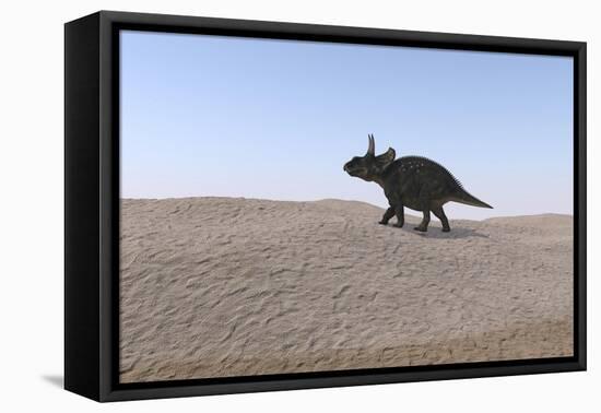 Triceratops Walking across a Barren Landscape-null-Framed Stretched Canvas