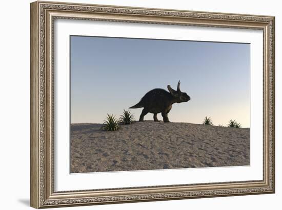 Triceratops Walking across a Barren Landscape-null-Framed Premium Giclee Print