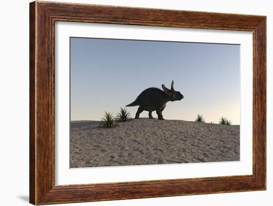 Triceratops Walking across a Barren Landscape-null-Framed Premium Giclee Print