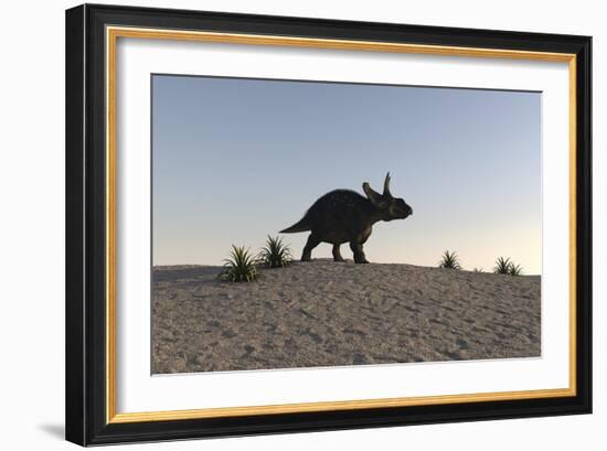 Triceratops Walking across a Barren Landscape-null-Framed Premium Giclee Print