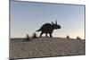 Triceratops Walking across a Barren Landscape-null-Mounted Art Print