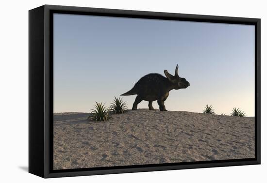 Triceratops Walking across a Barren Landscape-null-Framed Stretched Canvas