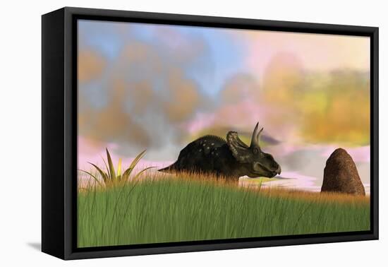 Triceratops Walking across a Grassy Field-null-Framed Stretched Canvas