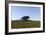 Triceratops Walking across a Grassy Field-null-Framed Art Print