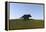 Triceratops Walking across a Grassy Field-null-Framed Stretched Canvas