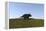 Triceratops Walking across a Grassy Field-null-Framed Stretched Canvas