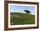 Triceratops Walking across a Grassy Field-null-Framed Premium Giclee Print
