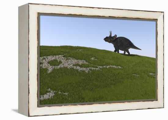 Triceratops Walking across a Grassy Field-null-Framed Stretched Canvas