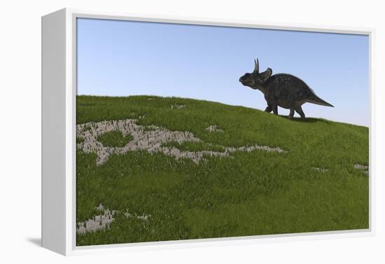 Triceratops Walking across a Grassy Field-null-Framed Stretched Canvas