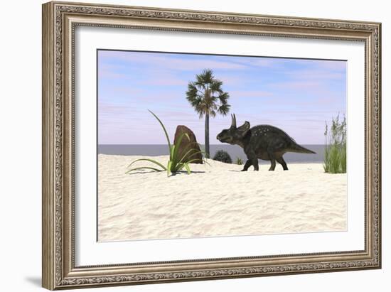 Triceratops Walking Along a Prehistoric Beach Landscape-null-Framed Art Print