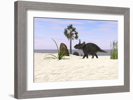 Triceratops Walking Along a Prehistoric Beach Landscape-null-Framed Art Print