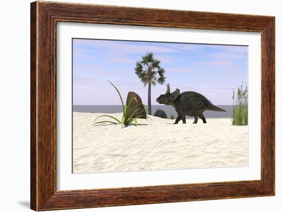 Triceratops Walking Along a Prehistoric Beach Landscape-null-Framed Art Print