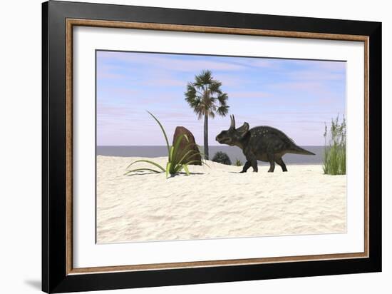 Triceratops Walking Along a Prehistoric Beach Landscape-null-Framed Art Print