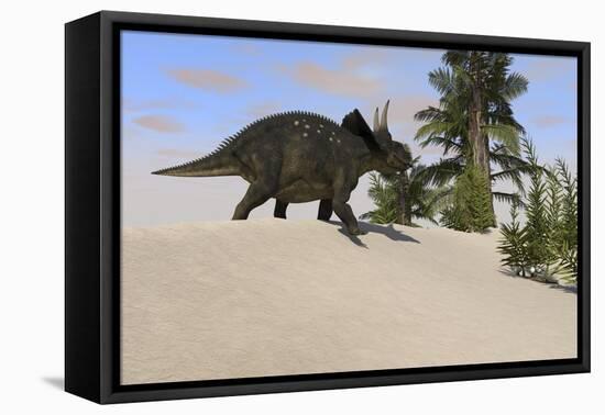 Triceratops Walking Along a Prehistoric Landscape-null-Framed Stretched Canvas