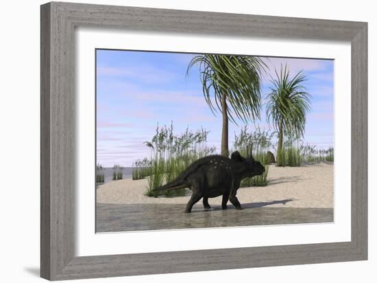 Triceratops Walking Along the Shoreline-null-Framed Art Print