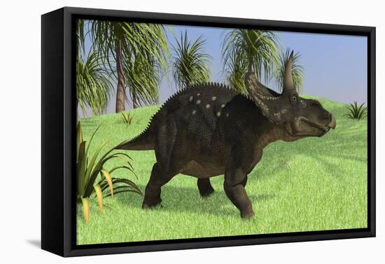 Triceratops Walking in Open Field-null-Framed Stretched Canvas
