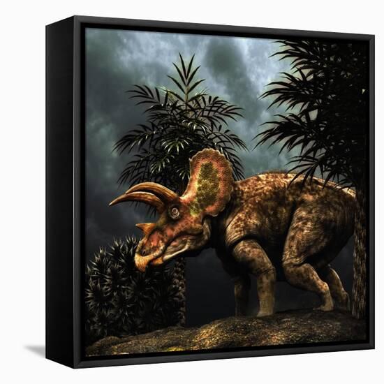 Triceratops Was a Herbivorous Dinosaur from the Cretaceous Period-null-Framed Stretched Canvas