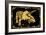 Triceratops-ALI Chris-Framed Giclee Print