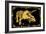 Triceratops-ALI Chris-Framed Giclee Print