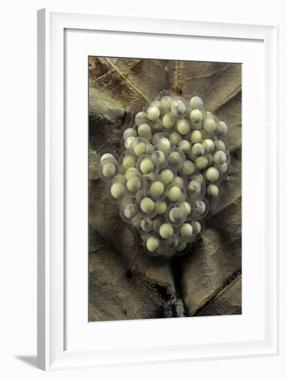 Trichobatrachus Robustus (Hairy Frog) - Eggs-Paul Starosta-Framed Photographic Print