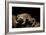 Trichobatrachus Robustus (Hairy Frog)-Paul Starosta-Framed Photographic Print