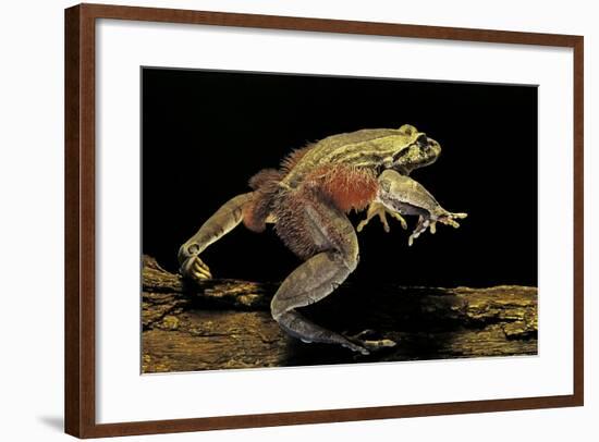 Trichobatrachus Robustus (Hairy Frog)-Paul Starosta-Framed Photographic Print