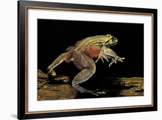 Trichobatrachus Robustus (Hairy Frog)-Paul Starosta-Framed Photographic Print