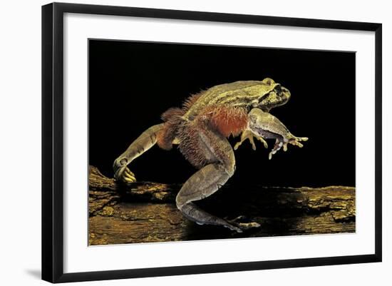 Trichobatrachus Robustus (Hairy Frog)-Paul Starosta-Framed Photographic Print