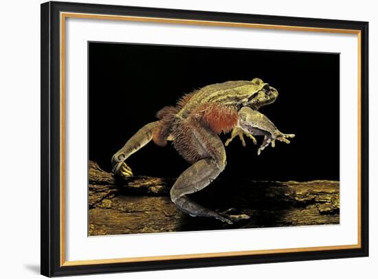 Trichobatrachus Robustus (Hairy Frog)-Paul Starosta-Framed Photographic Print