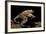 Trichobatrachus Robustus (Hairy Frog)-Paul Starosta-Framed Photographic Print