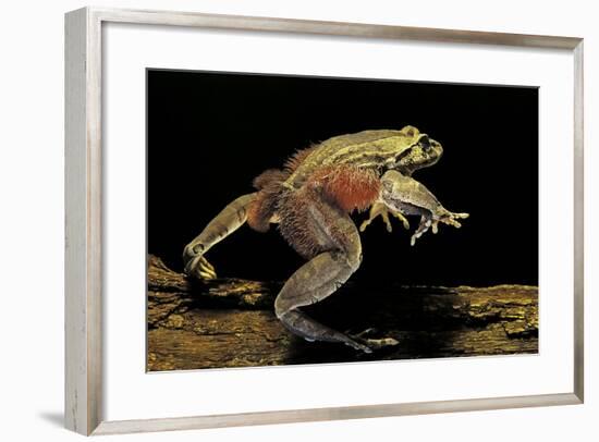 Trichobatrachus Robustus (Hairy Frog)-Paul Starosta-Framed Photographic Print