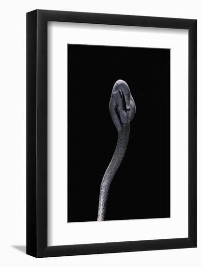 Trichoglossum Hirsutum (Black Earth Tongue)-Paul Starosta-Framed Photographic Print