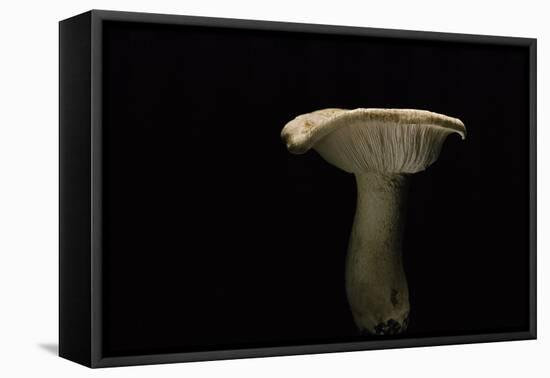 Tricholoma Acerbum (Bitter Knight)-Paul Starosta-Framed Premier Image Canvas