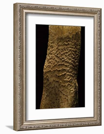 Tricholoma Aurantium (Orange Knight, Golden Orange Tricholoma) - Stem Detail-Paul Starosta-Framed Photographic Print