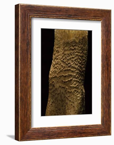 Tricholoma Aurantium (Orange Knight, Golden Orange Tricholoma) - Stem Detail-Paul Starosta-Framed Photographic Print