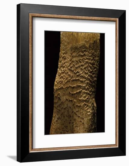 Tricholoma Aurantium (Orange Knight, Golden Orange Tricholoma) - Stem Detail-Paul Starosta-Framed Photographic Print